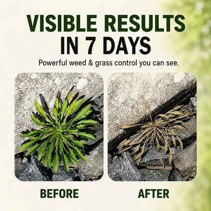 🔥Last Day Promotion 68% OFF🔥2026 Fast-Acting Natural Weed & Grass Killer Spray